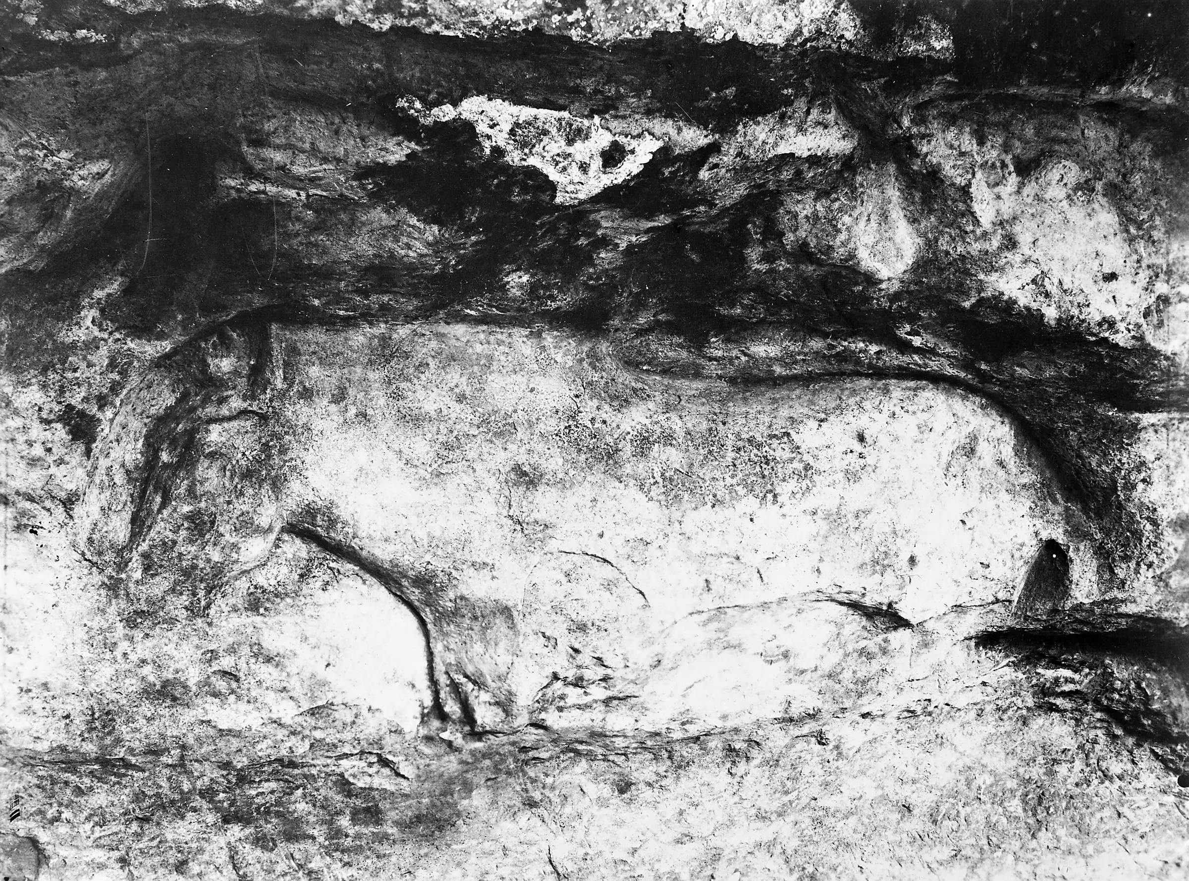 Abri du Cap-Blanc — cheval sculpté en haut-relief de la frise de Cap Blanc (photographie ancienne)