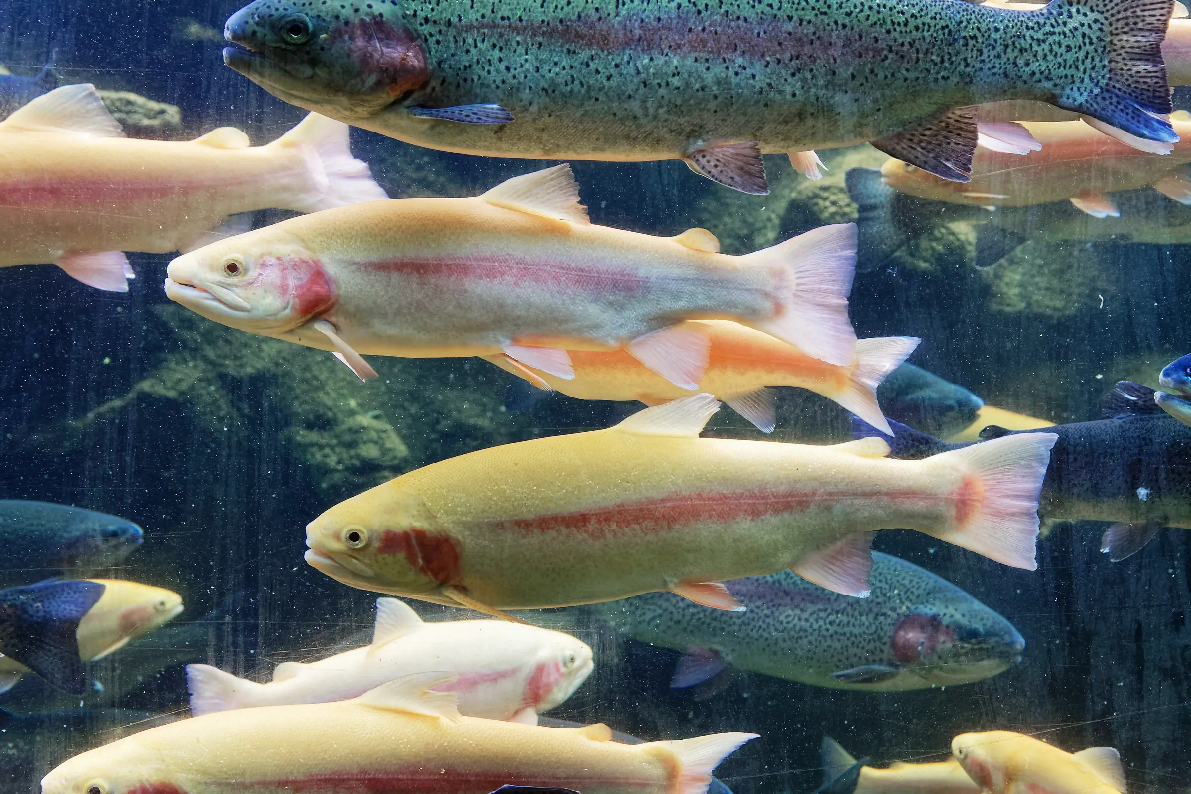 Aquarium du Périgord Noir — un banc de truites arc-en-ciel dans un bassin de l'aquarium
