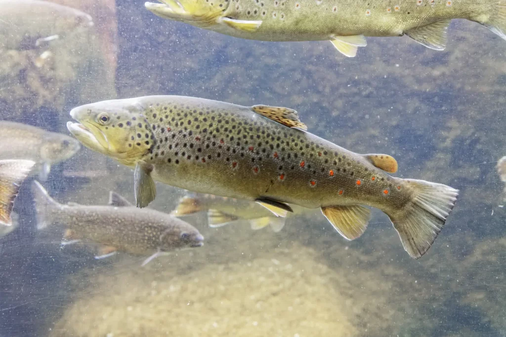 Aquarium du Périgord Noir — une truite fario, poisson emblématique des rivières du Périgord