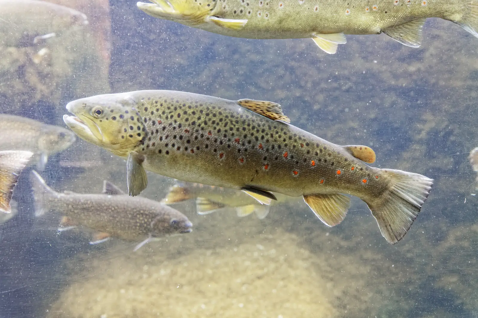Aquarium du Périgord Noir — une truite fario, poisson emblématique des rivières du Périgord