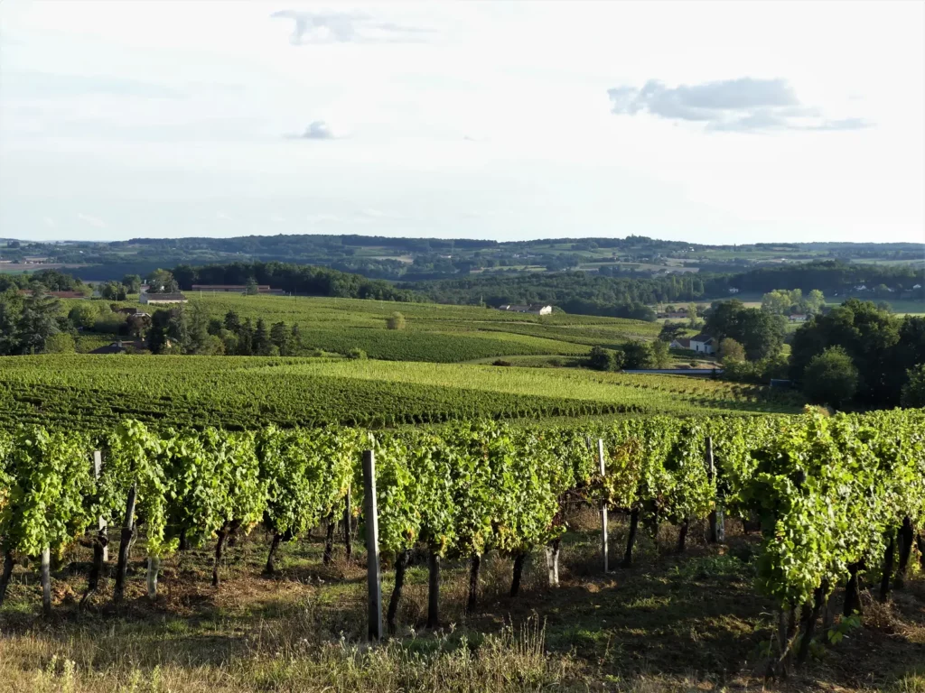 Château de Monbazillac — Les rangs de vigne du vignoble de Monbazillac, au sud du moulin de Malfourat.