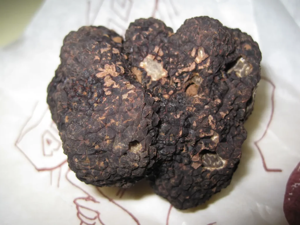 Écomusée de la truffe — une truffe noire du Périgord (Tuber melanosporum)
