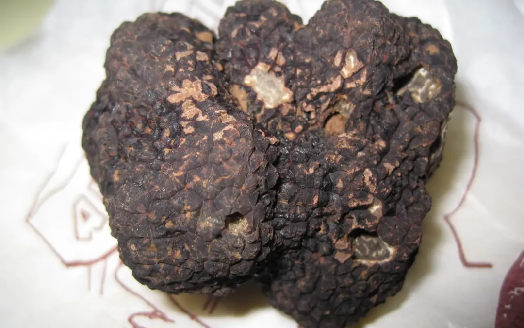 Écomusée de la truffe — une truffe noire du Périgord (Tuber melanosporum)