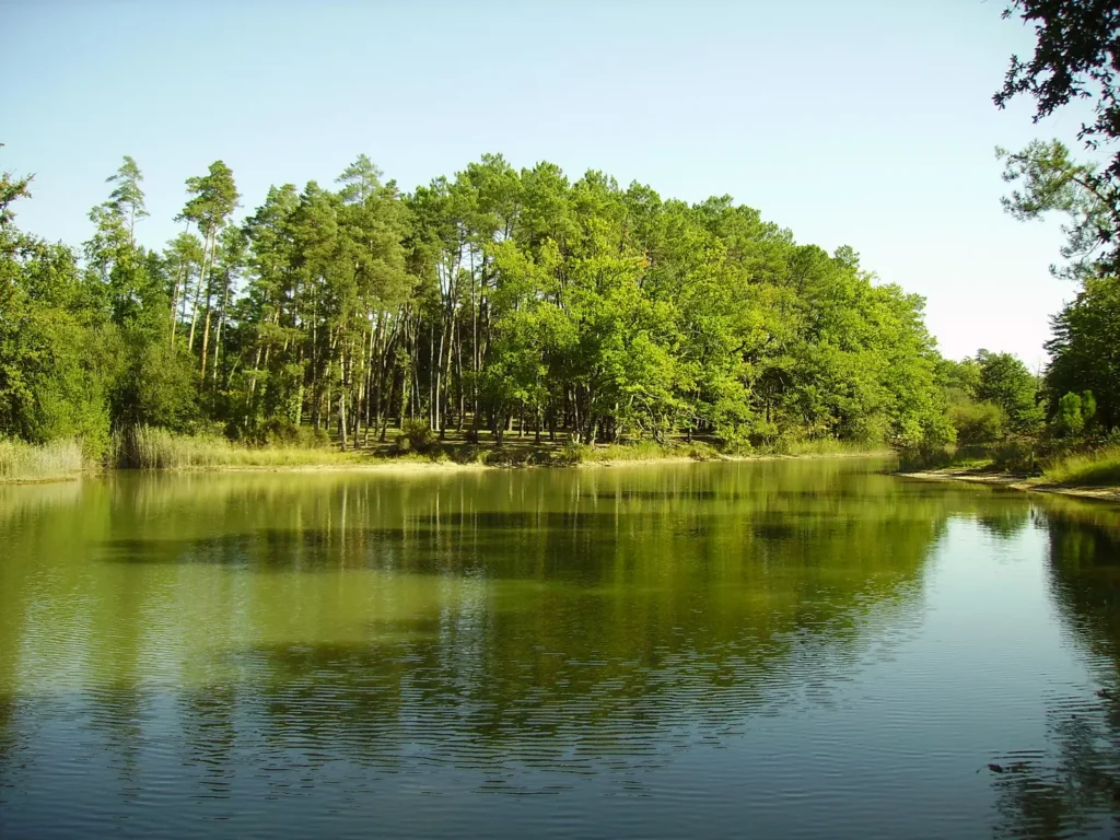 Grand étang de La Jemaye — reflets de la forêt de pins sur l'étang