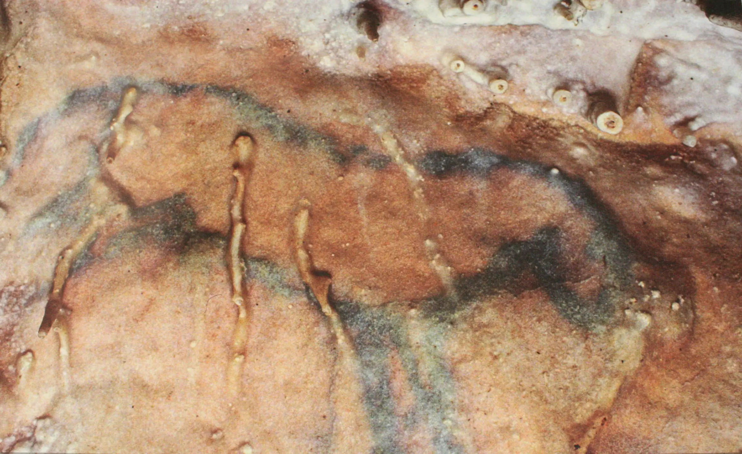 Grotte de Villars — le cheval peint, emblème de la grotte