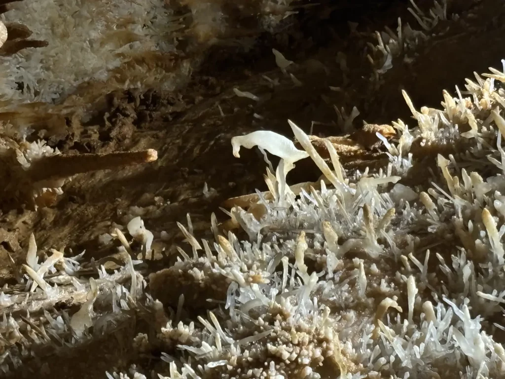 Grottes de Maxange — l'excentrique en forme de perroquet, curiosité de Maxange