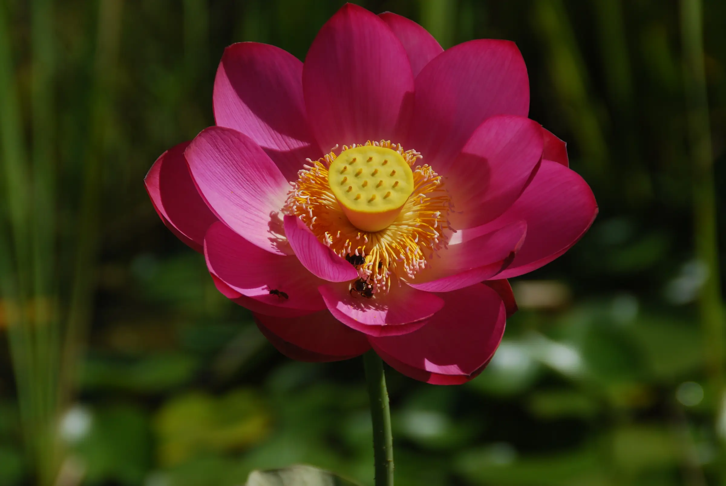 Les Jardins d’Eau de Carsac-Aillac — fleur de lotus aux Jardins d'eau