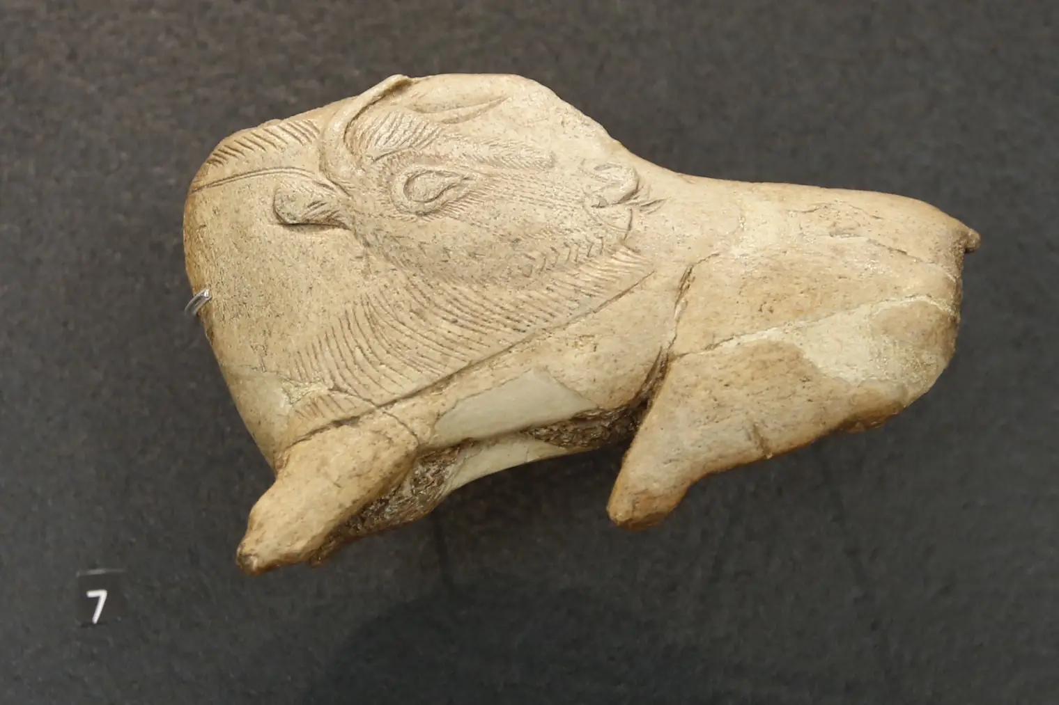 Musée national de Préhistoire — propulseur au bison se léchant (Magdalénien), collections du musée