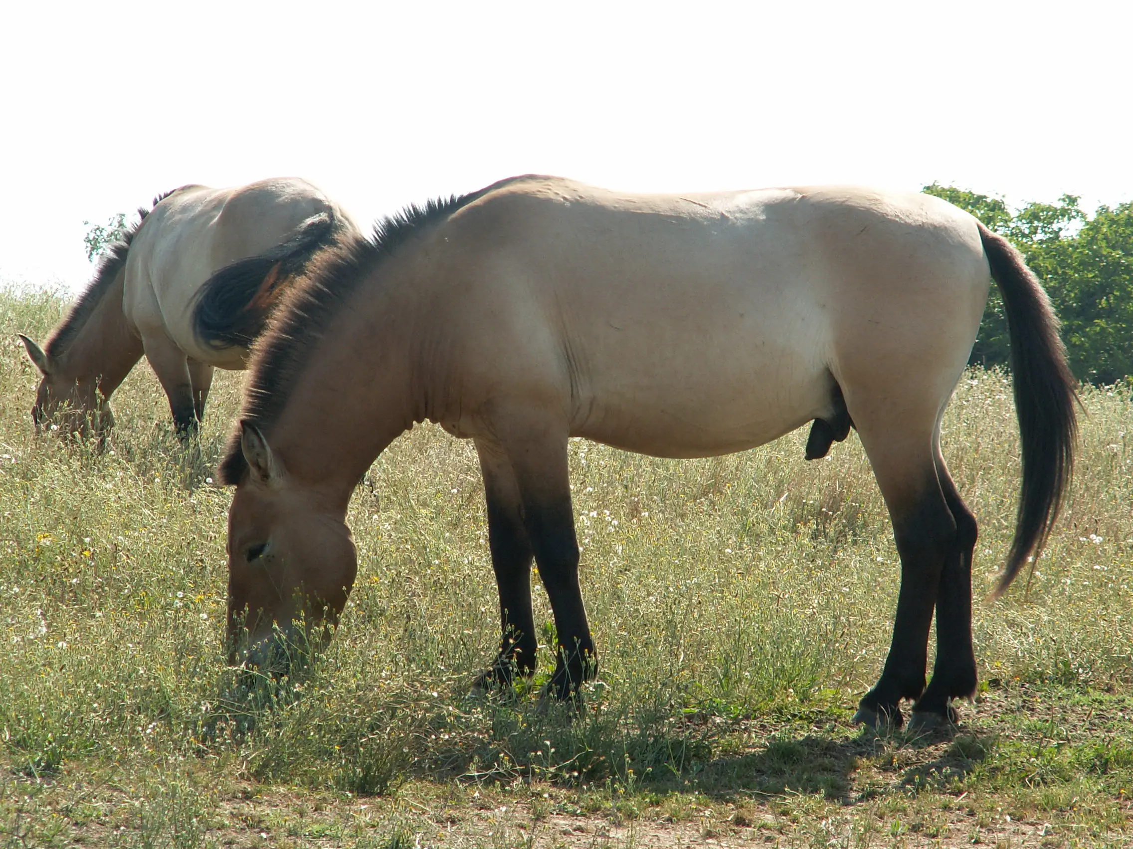 Parc du Thot — chevaux de Przewalski dans les prés du parc