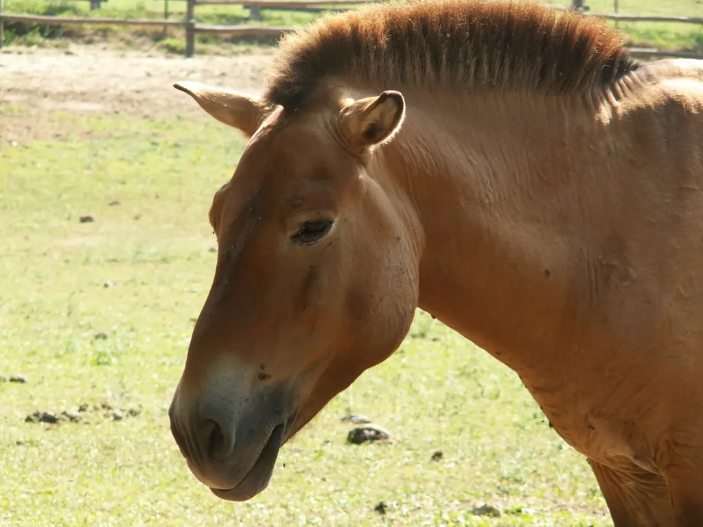 Parc du Thot — portrait d'un cheval de Przewalski