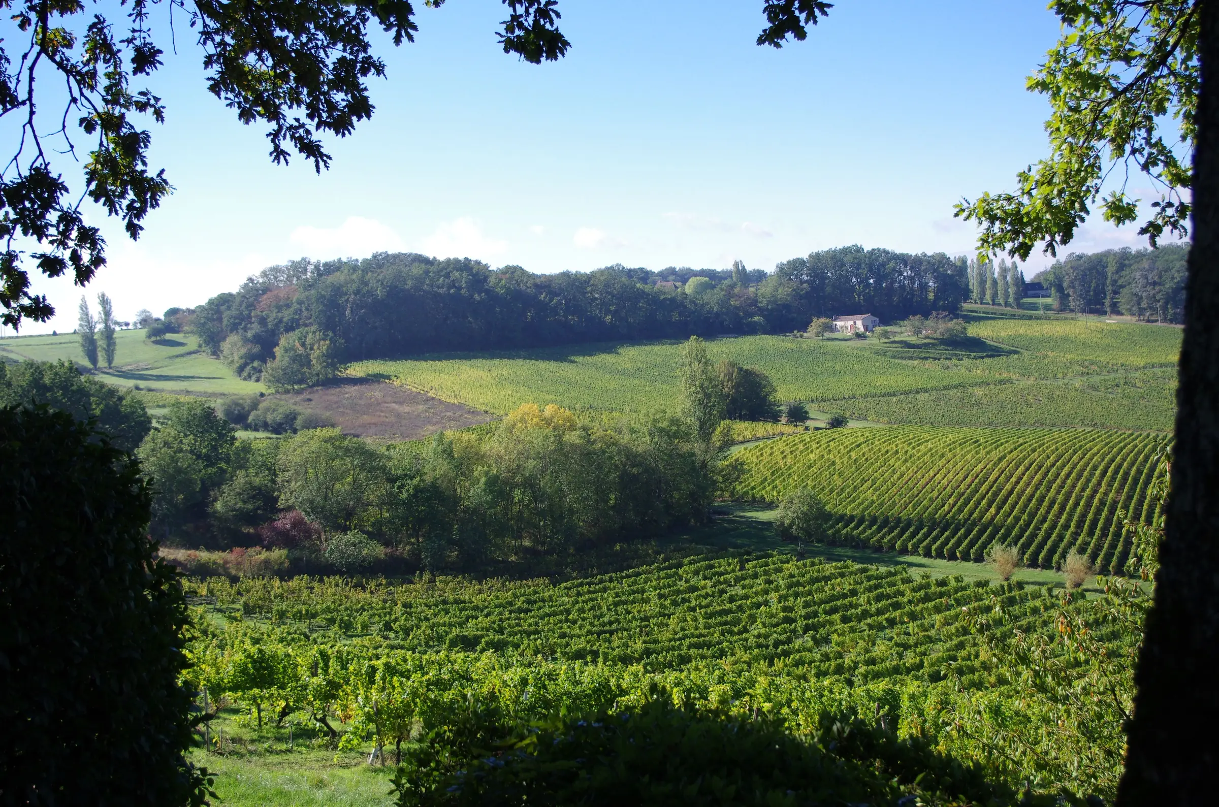 Saussignac — coteaux de vignes de l'appellation Saussignac