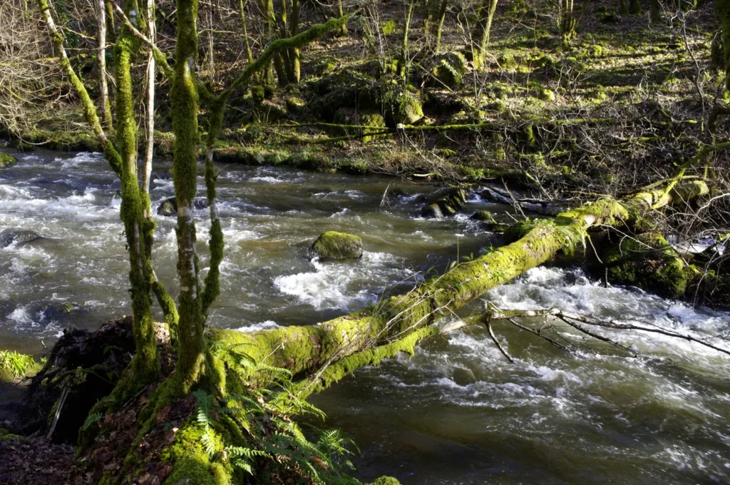 Saut du Chalard — l’eau bouillonnante dans le sous-bois