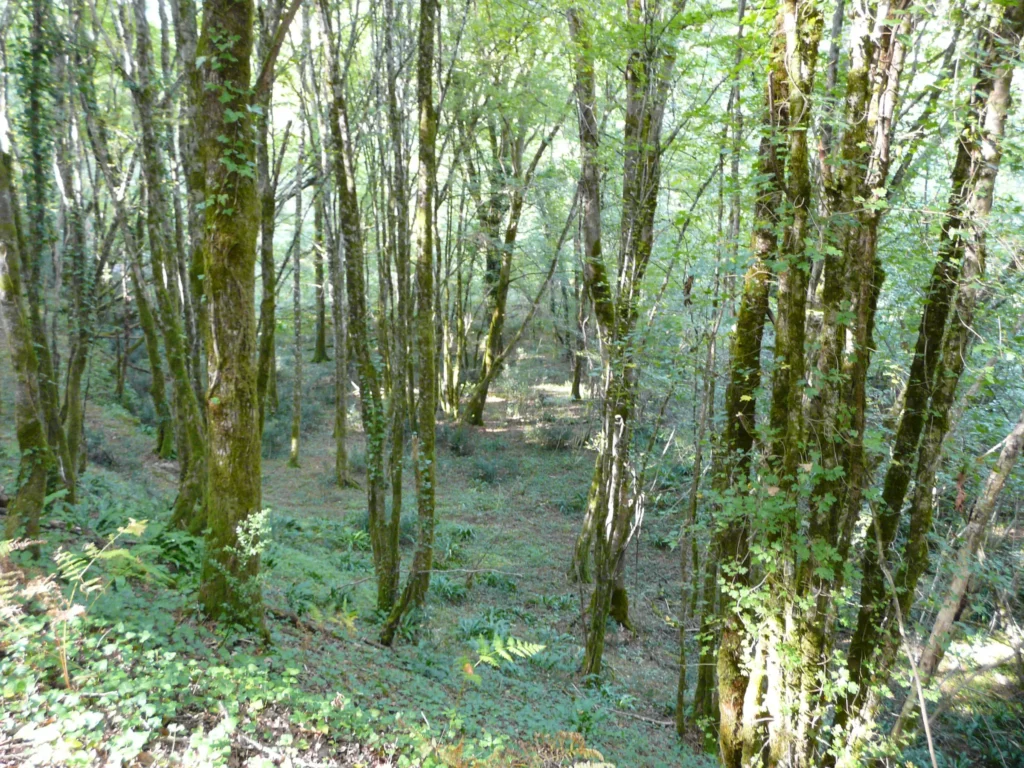 Voie verte Sarlat – Cazoulès dans une tranchée rocheuse sous les arbres à Carsac-Aillac