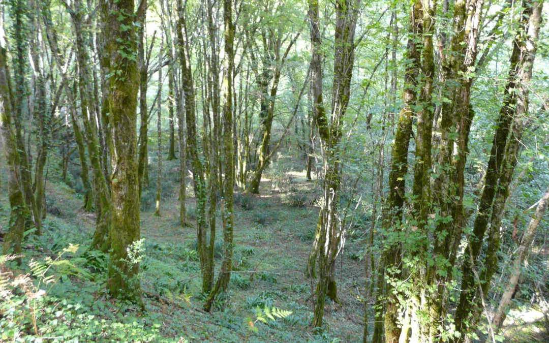 Voie verte Sarlat – Cazoulès dans une tranchée rocheuse sous les arbres à Carsac-Aillac