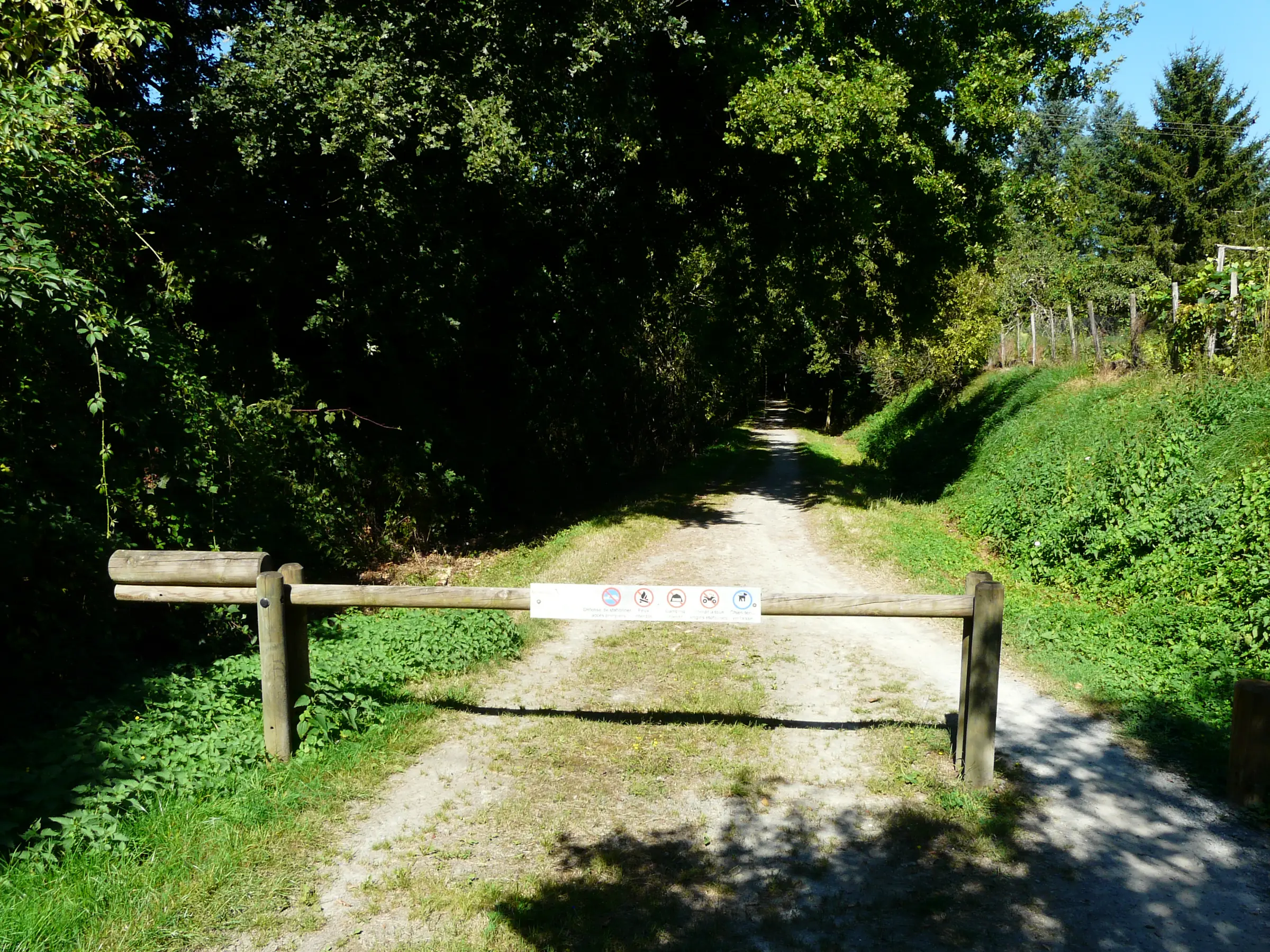 Voie verte Thiviers – Saint-Pardoux-la-Rivière sous les arbres à Saint-Romain-et-Saint-Clément