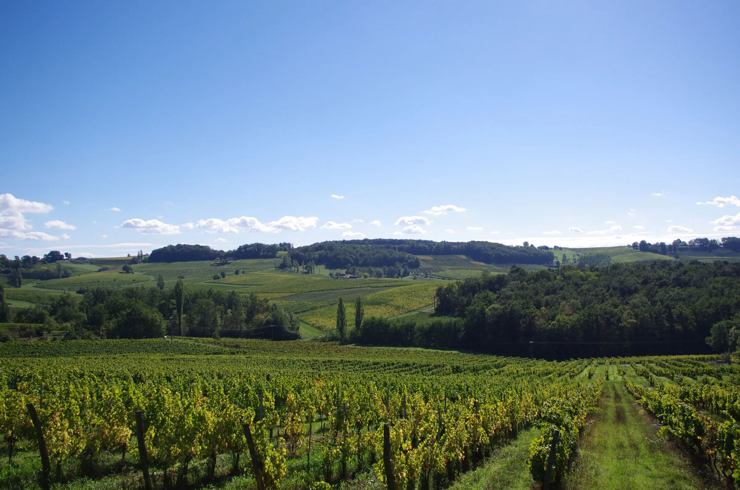 Pays de Bergerac — Rangs de vigne et collines du vignoble de Montravel, dans le Bergeracois.