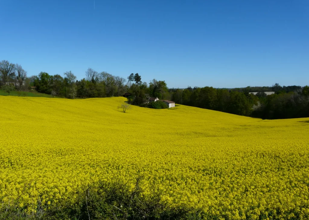 Champ de colza en fleur sur une colline de Cornille, en Périgord, sous un ciel bleu d'avril