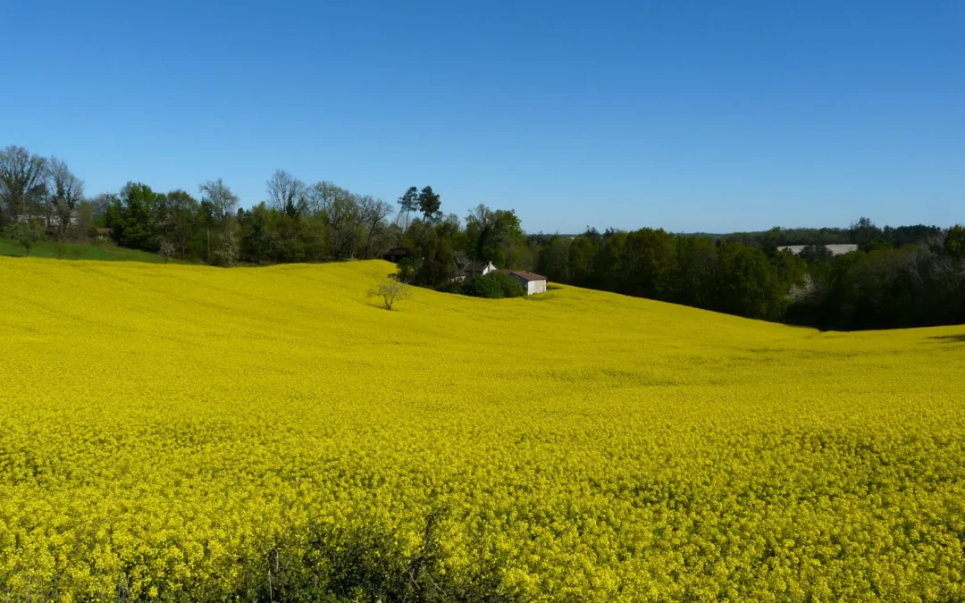 Champ de colza en fleur sur une colline de Cornille, en Périgord, sous un ciel bleu d'avril