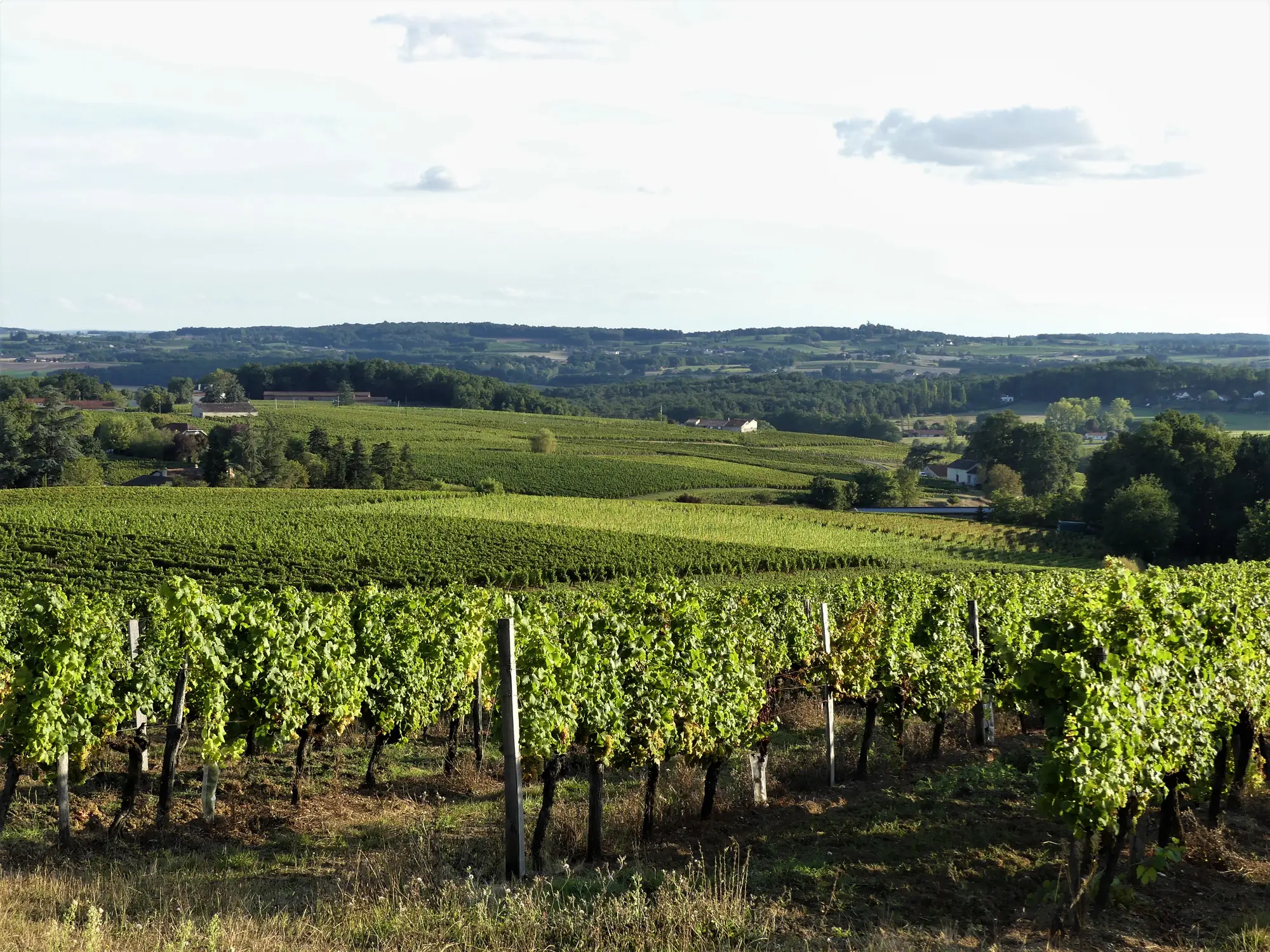 Les coteaux de vigne de Monbazillac au sud du moulin de Malfourat, à perte de vue