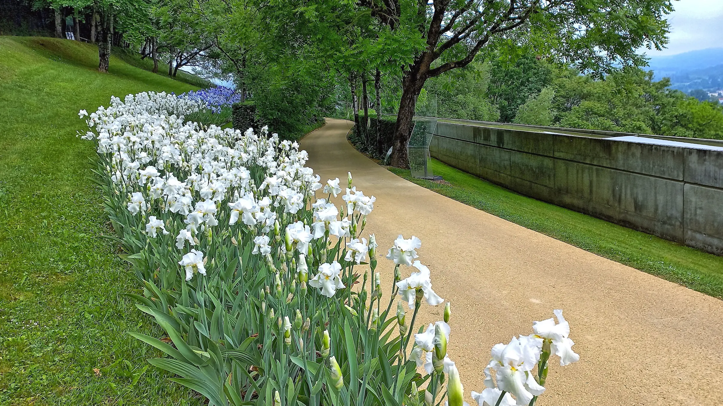 Massif d'iris blancs en fleur le long d'une allée des Jardins de l'Imaginaire, à Terrasson