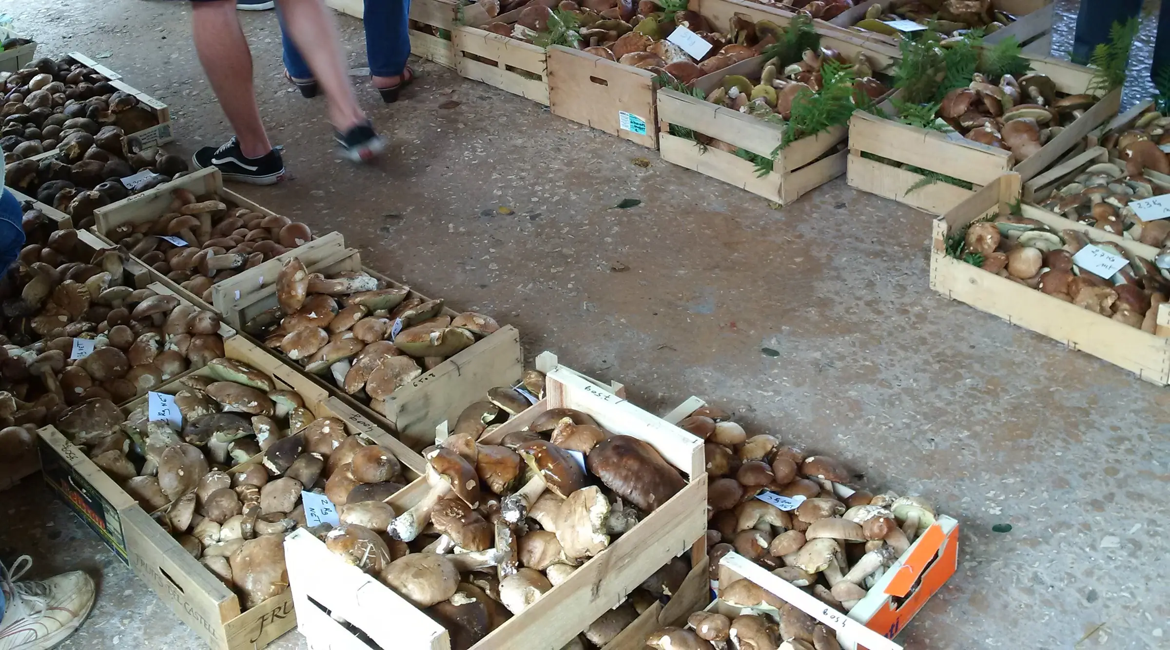 Cagettes de cèpes alignées sous la halle de Monpazier, jour de marché aux cèpes