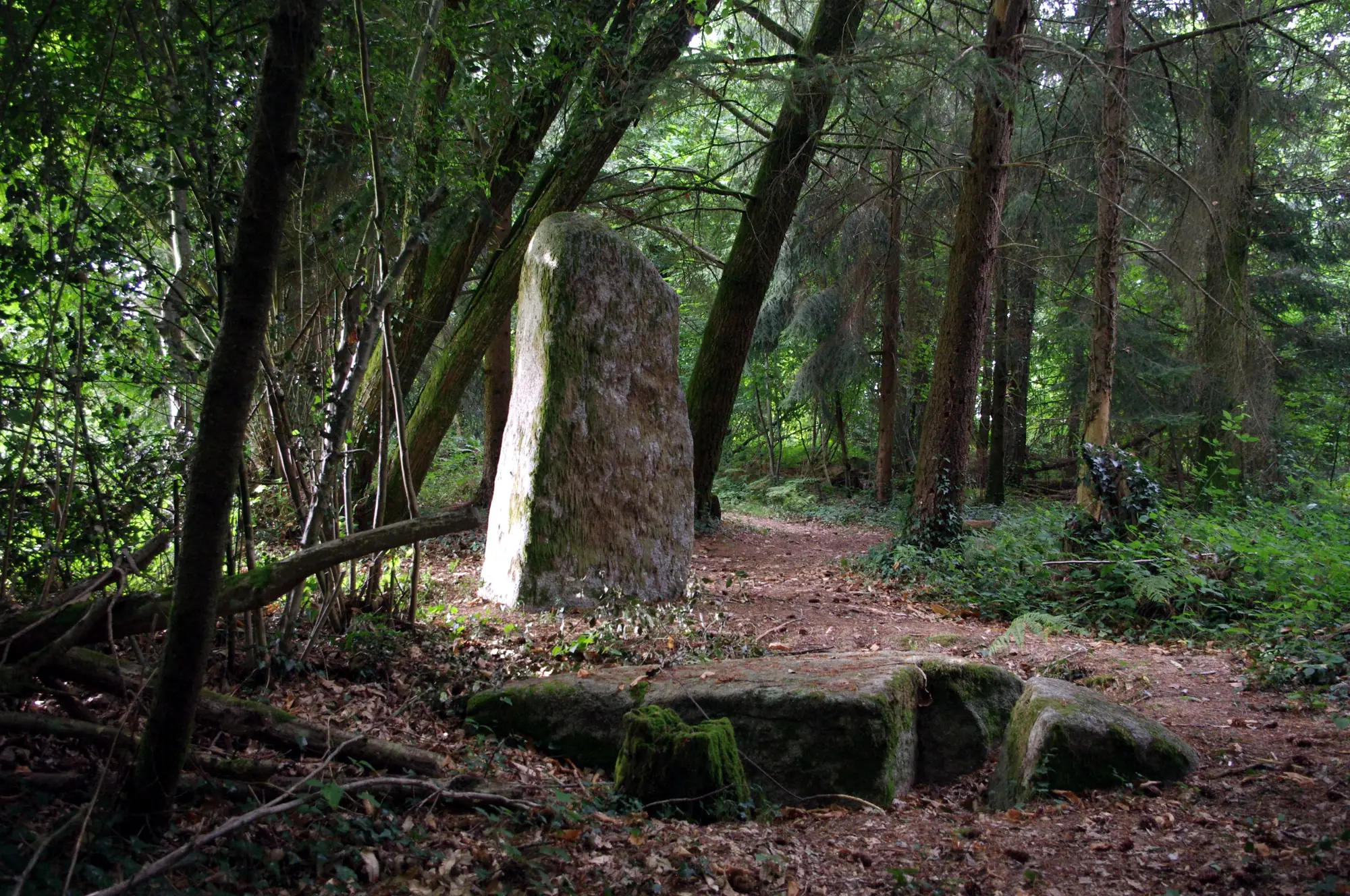 Le menhir de Fixard, dressé au bord d'un chemin forestier près de Saint-Estèphe