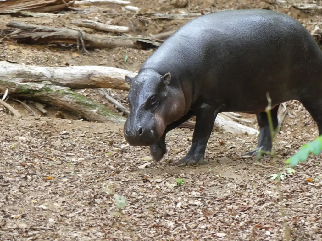 Réserve zoologique de Calviac — hippopotame nain à la réserve zoologique de Calviac