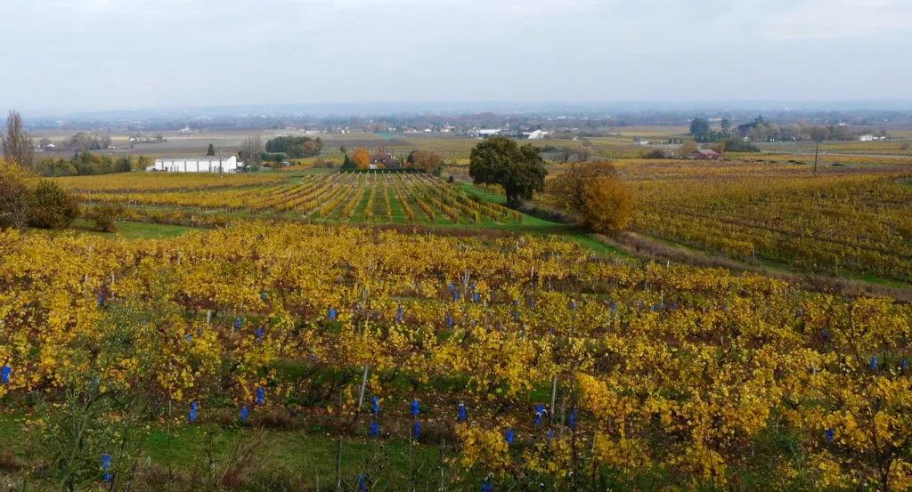 Le vignoble de Monbazillac aux couleurs d'automne, avec la plaine de la Dordogne et Bergerac au loin