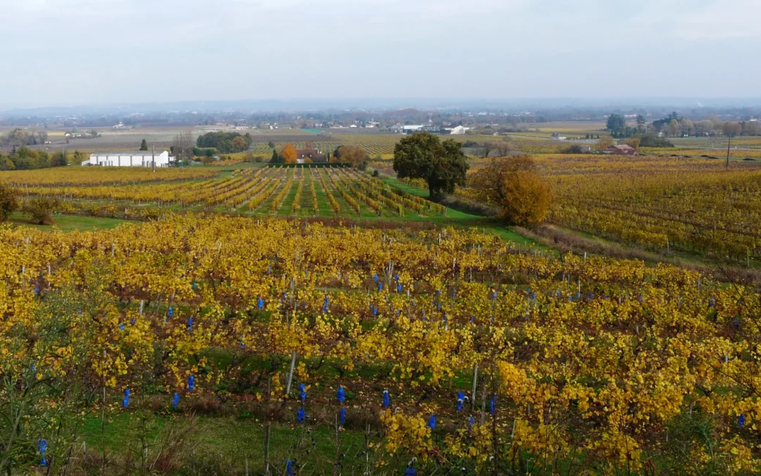 Le vignoble de Monbazillac aux couleurs d'automne, avec la plaine de la Dordogne et Bergerac au loin